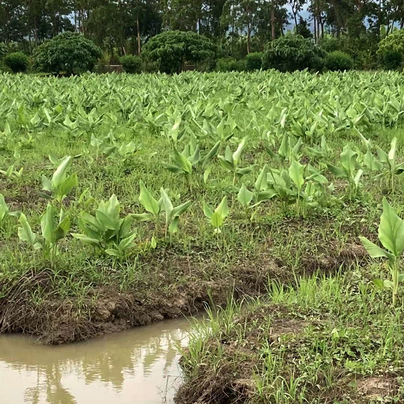 種植基地