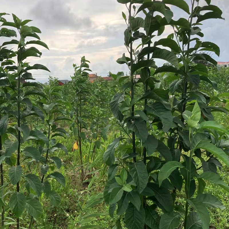 種植基地